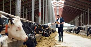 Dalfa Cattle Show Season 2